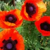 Oriental Poppy Seeds - 200+ Perennial Flower, Reddish Orange - Image 1