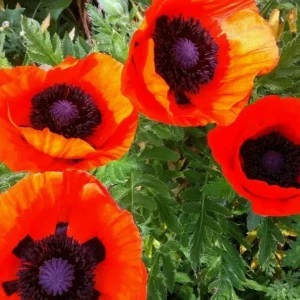 Oriental Poppy Seeds - 200+ Perennial Flower Seeds, Reddish Orange - Image 1