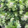 Origanum Kent Beauty Live Plant - Ornamental Oregano - Well-rooted Plug - Image 1