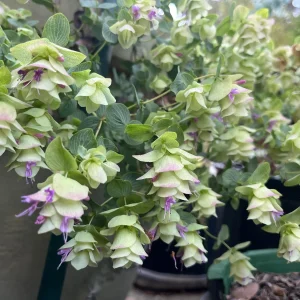 Origanum Kent Beauty Live Plant - Ornamental Oregano - Well-rooted Plug - Image 4