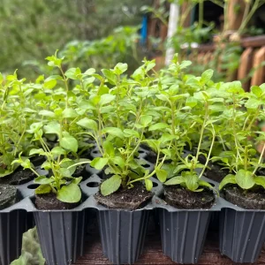 Origanum Kent Beauty Live Plant - Ornamental Oregano - Well-rooted Plug - Image 5