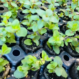 Origanum Kent Beauty Live Plant - Ornamental Oregano - Well-rooted Plug - Image 8