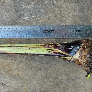 Ornamental Banana Rhizome - Musa Ornata - Tropical Plant with Pink Flowers - 1 Rhizome - Image 2