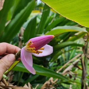Ornamental Banana Rhizome - Musa Ornata - Tropical Plant with Pink Flowers - 1 Rhizome - Image 3