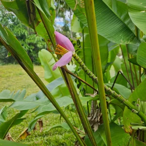 Ornamental Banana Rhizome - Musa Ornata - Tropical Plant with Pink Flowers - 1 Rhizome - Image 1