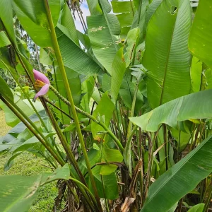 Ornamental Banana Rhizome - Musa Ornata - Tropical Plant with Pink Flowers - 1 Rhizome - Image 5
