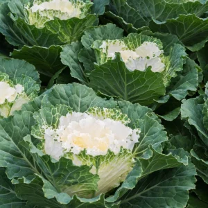 Ornamental Cabbage Live Plant – 4 Inch Pot – Colorful Decorative Cabbage - Image 2