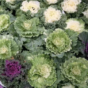 Ornamental Cabbage Live Plant – 4 Inch Pot – Colorful Decorative Cabbage - Image 3