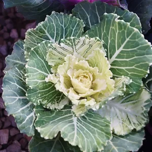 Ornamental Cabbage Live Plant – 4 Inch Pot – Colorful Decorative Cabbage - Image 4