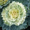 Ornamental Cabbage Live Plant – 4 Inch Pot – Colorful Decorative Cabbage - Image 1