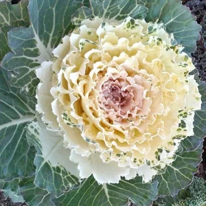 Ornamental Kale Autumn Mix Seeds - 200+ Seeds - Flowering Vegetable Cabbage, Non-GMO - Image 3