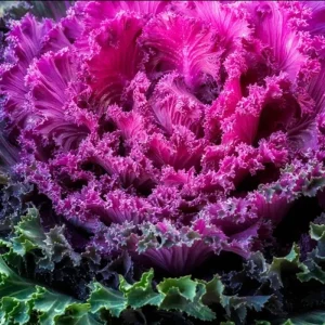 Ornamental Kale Autumn Mix Seeds - 200+ Seeds - Flowering Vegetable Cabbage, Non-GMO - Image 4