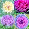 Ornamental Kale Autumn Mix Seeds - 200+ Seeds - Flowering Vegetable Cabbage, Non-GMO - Image 1