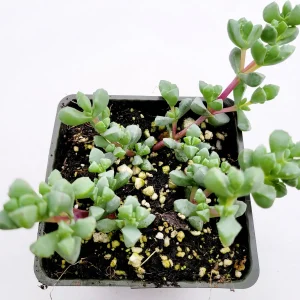 Oscularia deltoides 'Pink Ice Plant' Succulent - Live Plant - Image 3