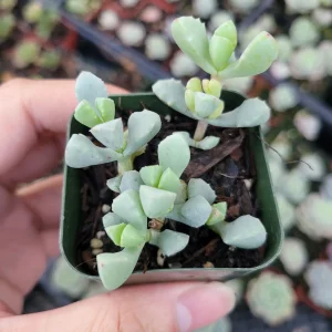 Oscularia deltoides 'Pink Ice Plant' Succulent - Live Plant - Image 1