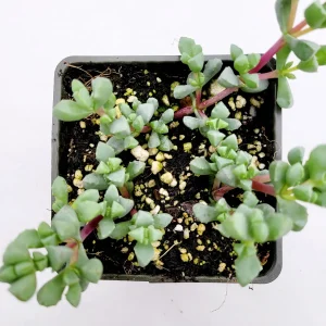 Oscularia deltoides 'Pink Ice Plant' Succulent - Live Plant - Image 4
