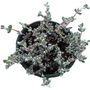Oscularia deltoides 'Pink Ice Plant' Succulent - Live Plant - Image 7