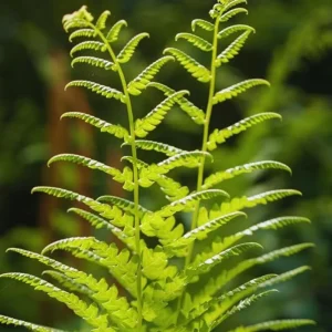 Ostrich Fern Rhizomes - Live Bare Root Plant - 5 Pack - Native Shade Perennial - Image 2