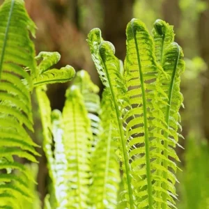 Ostrich Fern Rhizomes - Live Bare Root Plant - 5 Pack - Native Shade Perennial - Image 3