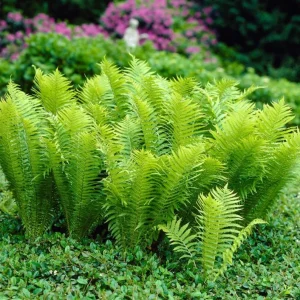 Ostrich Fern Rhizomes - Live Bare Root Plant - 5 Pack - Native Shade Perennial - Image 4