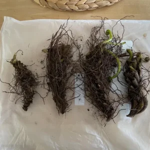 Ostrich Fern Rhizomes - Live Bare Root Plant - 5 Pack - Native Shade Perennial - Image 6