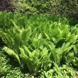 Ostrich Fern Rhizomes - Live Bare Root Plant - 5 Pack - Native Shade Perennial - Image 7