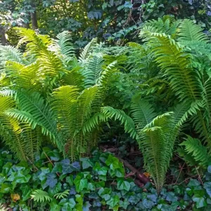 Ostrich Fern Rhizomes - Live Bare Root Plant - 5 Pack - Native Shade Perennial - Image 8