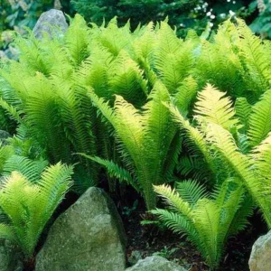 Ostrich Fern Rhizomes - Live Bare Root Plant - 5 Pack - Native Shade Perennial - Image 9