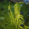Ostrich Fern Rhizomes - Live Bare Root Plant - 5 Pack - Native Shade Perennial - Image 1