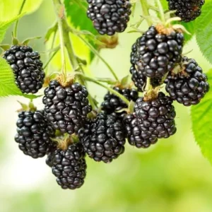 Ouachita Blackberry Live Plants - 2 Pack, Thornless, 4-6