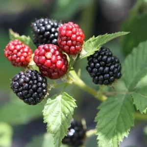 Ouachita Blackberry Live Plants - 2 Pack, Thornless, 4-6