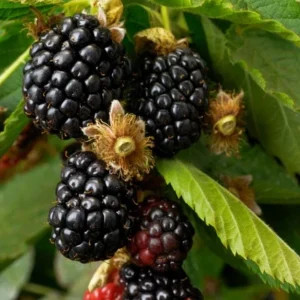 Ouachita Blackberry Live Plants - 2 Pack, Thornless, 4-6