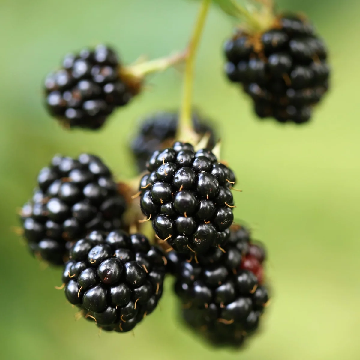 Ouachita Blackberry Plant - Thornless Bare Root Plugs - 1-Year-Old - Mid-Season Berries - Image 4