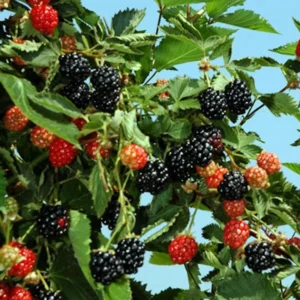 Ouachita Blackberry Starter Plug - Thornless Rubus 'Ouachita' Live Plant - Image 6