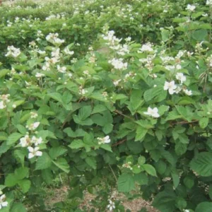 Ouachita Blackberry Starter Plug - Thornless Rubus 'Ouachita' Live Plant - Image 8