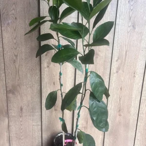 Owari Tangerine Tree Live Plant - Grafted, Cold Hardy, 1/2 Gallon Pot - Image 2