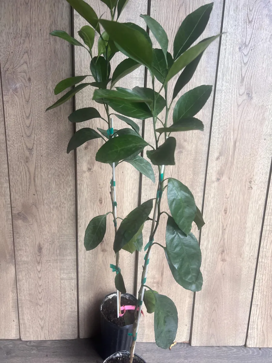 Owari Tangerine Tree Live Plant - Grafted, Cold Hardy, 1/2 Gallon Pot - Image 2