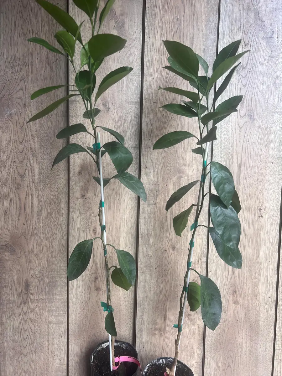 Owari Tangerine Tree Live Plant - Grafted, Cold Hardy, 1/2 Gallon Pot - Image 3