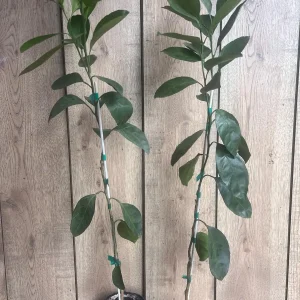 Owari Tangerine Tree Live Plant - Grafted, Cold Hardy, 1/2 Gallon Pot - Image 4