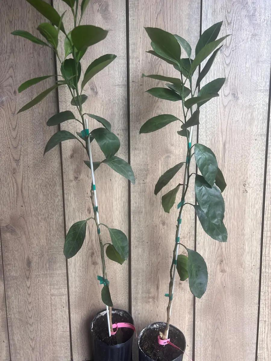 Owari Tangerine Tree Live Plant - Grafted, Cold Hardy, 1/2 Gallon Pot - Image 4