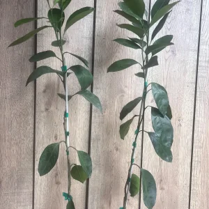 Owari Tangerine Tree Live Plant - Grafted, Cold Hardy, 1/2 Gallon Pot - Image 5