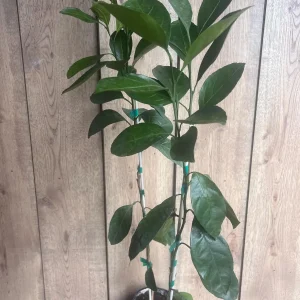 Owari Tangerine Tree Live Plant - Grafted, Cold Hardy, 1/2 Gallon Pot - Image 6