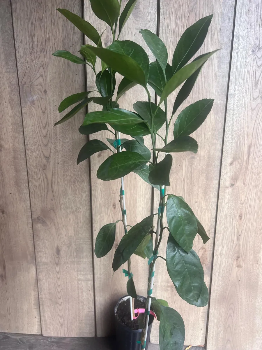 Owari Tangerine Tree Live Plant - Grafted, Cold Hardy, 1/2 Gallon Pot - Image 6