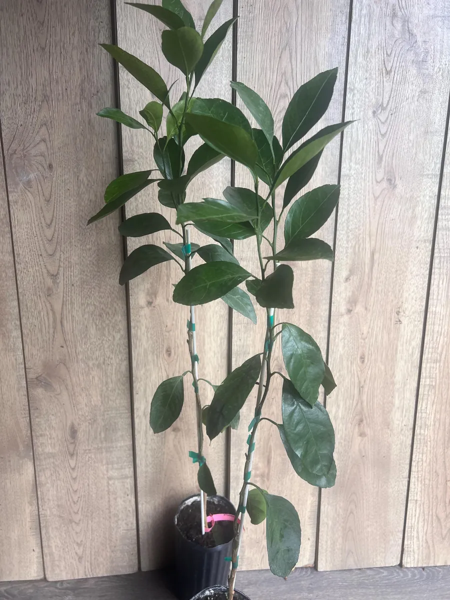 Owari Tangerine Tree Live Plant - Grafted, Cold Hardy, 1/2 Gallon Pot - Image 7