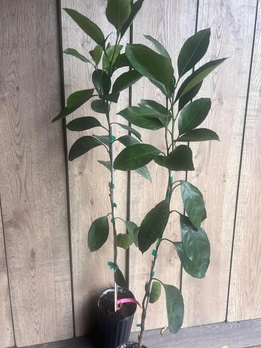 Owari Tangerine Tree Live Plant - Grafted, Cold Hardy, 1/2 Gallon Pot - Image 8