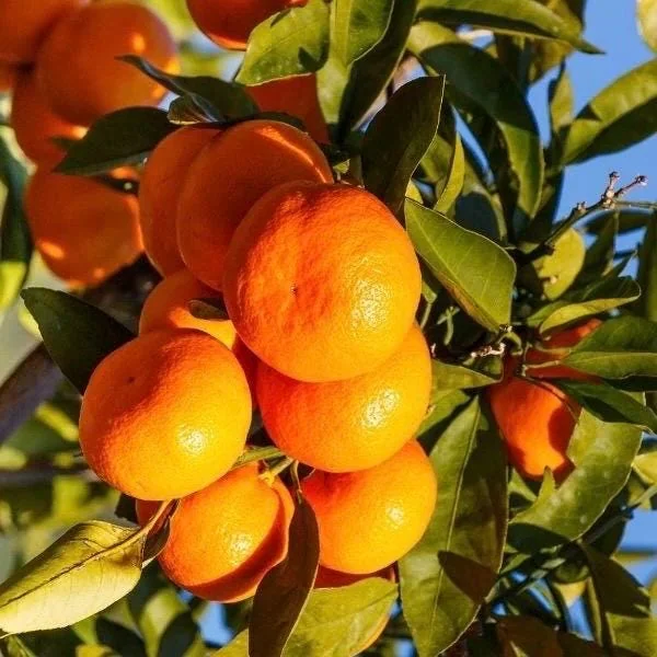 Owari Tangerine Tree Live Plant - Grafted, Cold Hardy, 1/2 Gallon Pot - Image 1