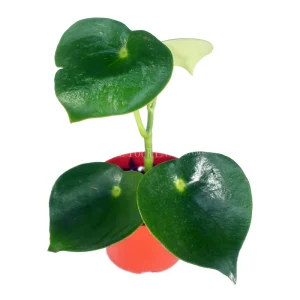 Owl Eye Peperomia Live Plant - 4 inch Potted Houseplant - Image 1
