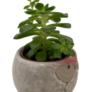 Owl Forest Ceramic Planter with Succulent Live Plant - 3 inch Pot - Image 2