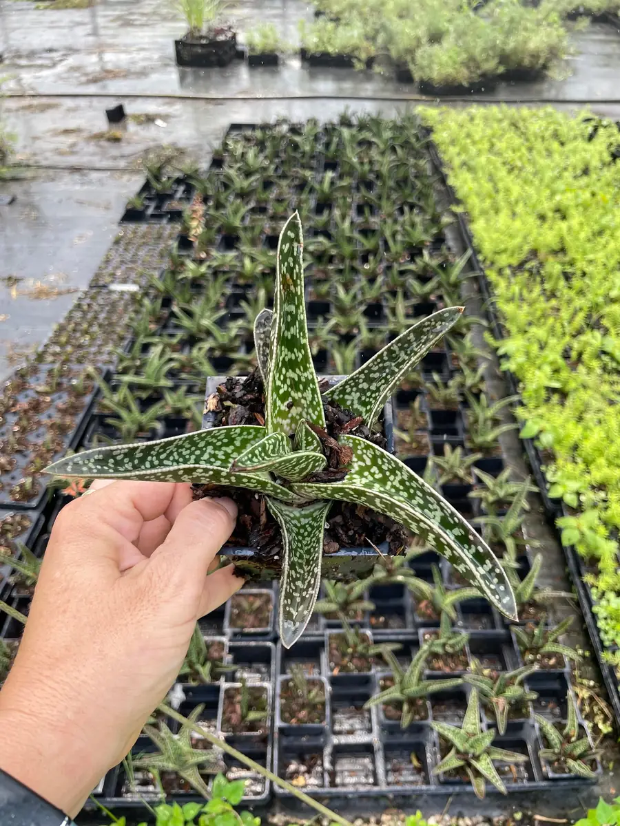 Ox Tongue Gasteria Live Succulent Plant 3.5 inch Pot - Easy Care Houseplant - Image 2