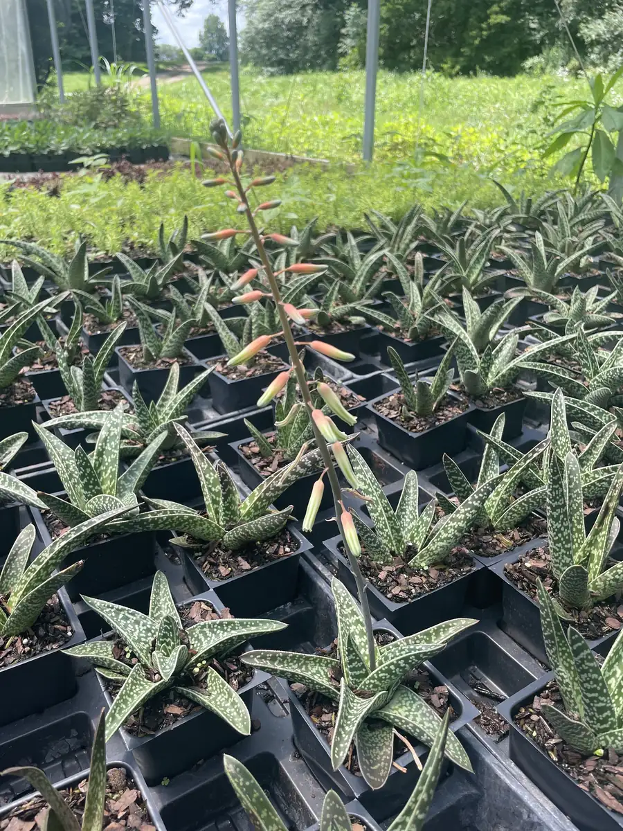 Ox Tongue Gasteria Live Succulent Plant 3.5 inch Pot - Easy Care Houseplant - Image 3